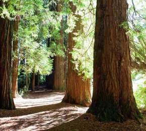 The Redwoods – Whakarewarewa Forest